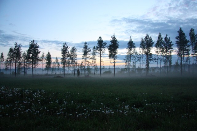 keskikesän taika keijujenmaa