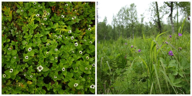 meadow flowers in lapland