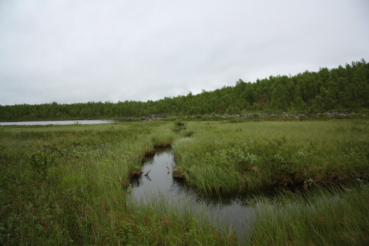 tunturipuri marsh creek