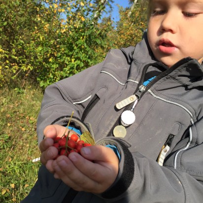 pikku poimija foraging for food