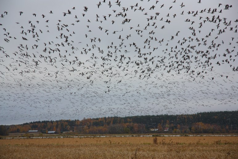 mass immigration of geese elimäki hanhien suurmuutto