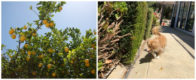 lemons and herbs in California