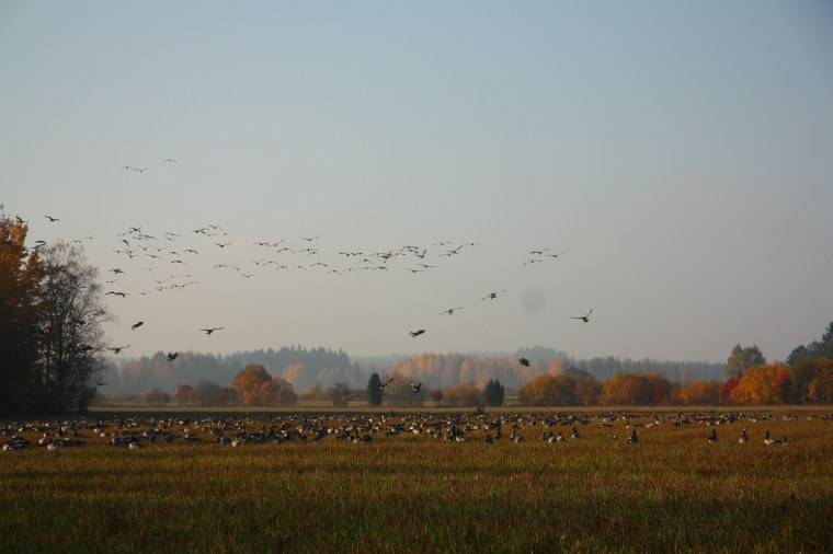 migrating geese Finland hanhien syysmuutto